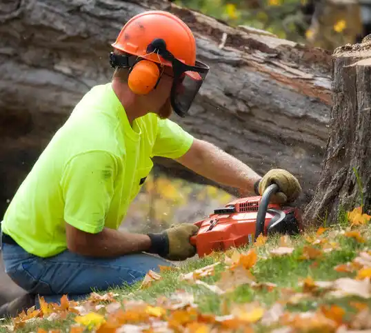 tree services Vienna